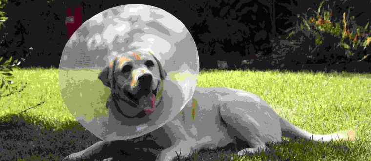 המדריך המלא לטיפול בחיות מחמד