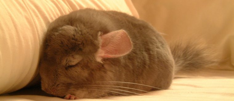 צ’ינצ’ילות