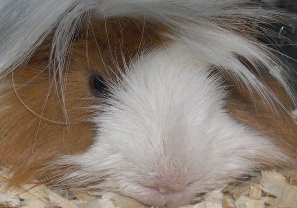 שרקן – חזיר ים