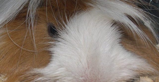 שרקן – חזיר ים