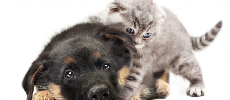 שמות חתולים