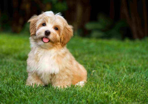 Dana Simchoni מצאה כלבים עזובים ומצאה להם בית חם