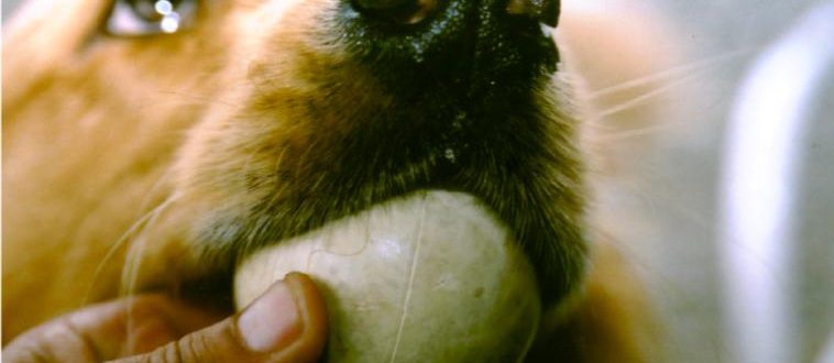 קורס אילוף כלבים