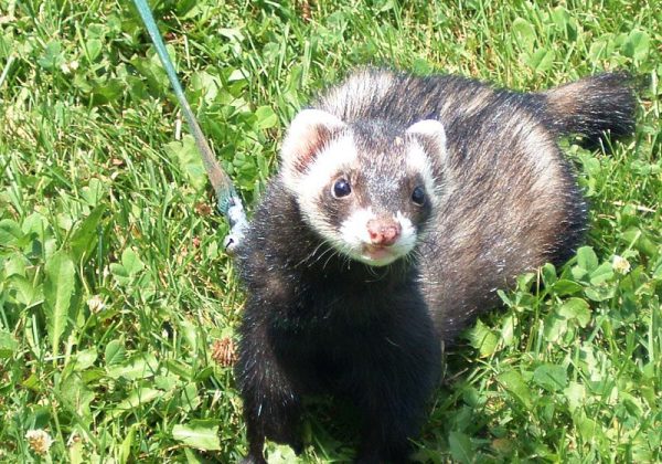 גידול חמוסים