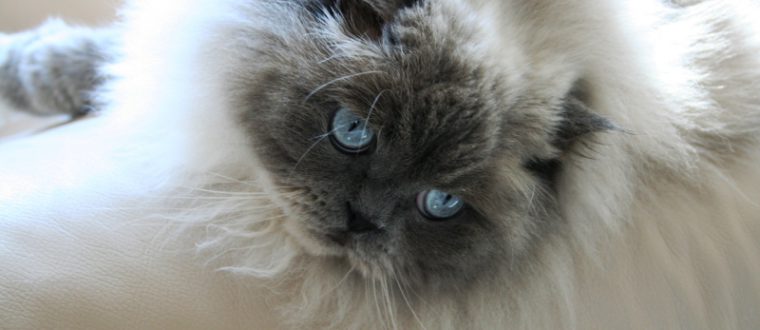 חתולים פרסיים