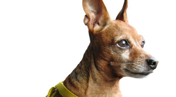 כלב פינצ’ר