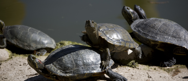 צב אוזן אדומה