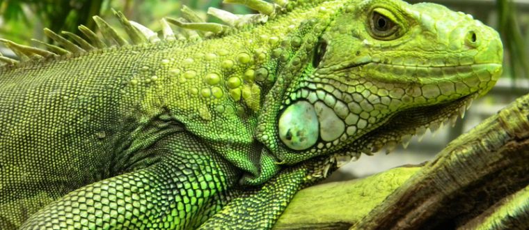 זוחלים למכירה