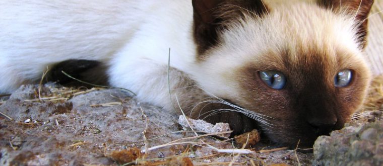 חתולים סיאמיים