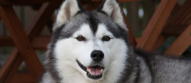 טיפול בעזרת כלבים