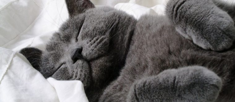 חתולים בריטיים