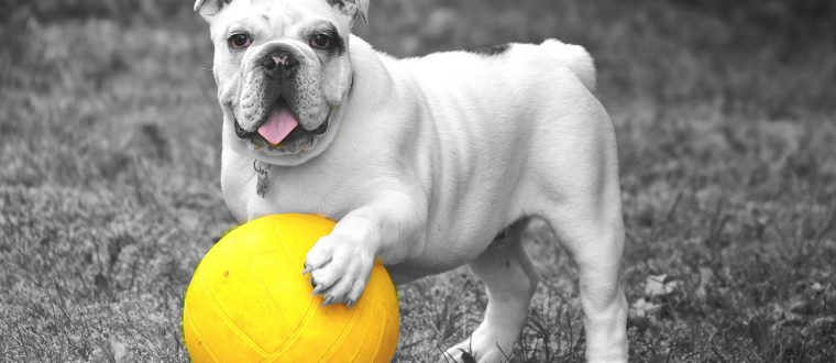 מה אפשר לעשות נגד פשפשים ופרעושים?