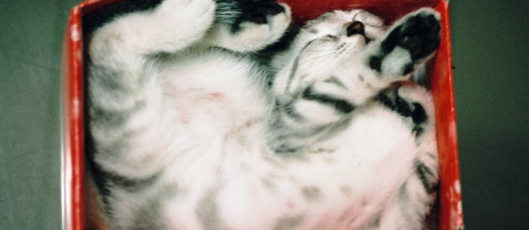 ארגז חול חתולים