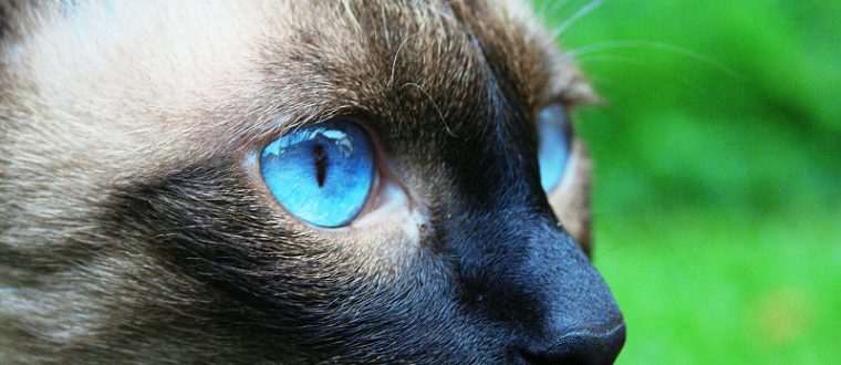 תערוכת חתולים