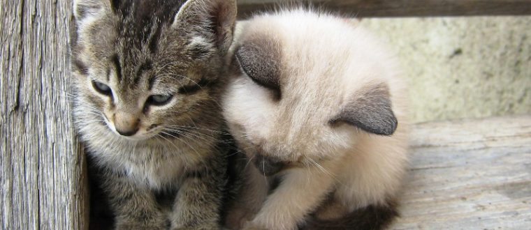 גידול חתולים