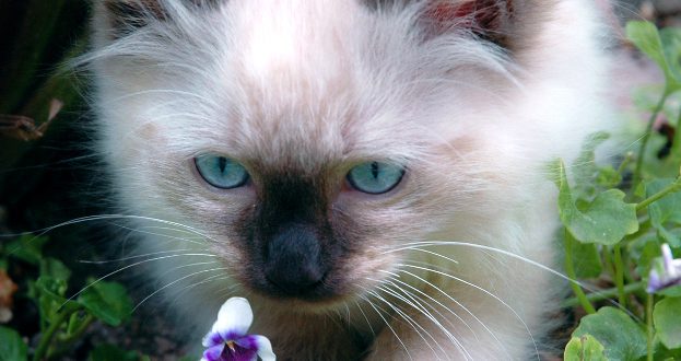 משחקי חתולים