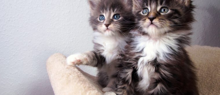 חתולים סיבירים