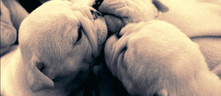 שמות לכלבים