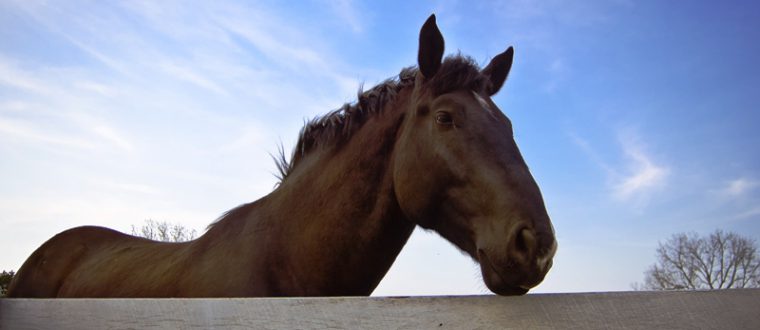 לימוד רכיבת סוסים